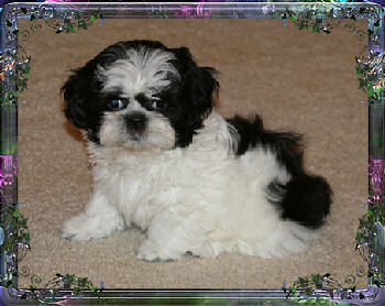 Maggy tiny little female chinese imperial shih tzu puppy teacup